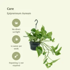 Epipremnum Aureum Scindapsus X2 - H25cm, ø15cm - Plante D'intérieur 9 Epipremnum Aureum Scindapsus X2 - H25cm, ø15cm - Plante D'intérieur -Promos Botanivea Boutique 02e9e418984afe54