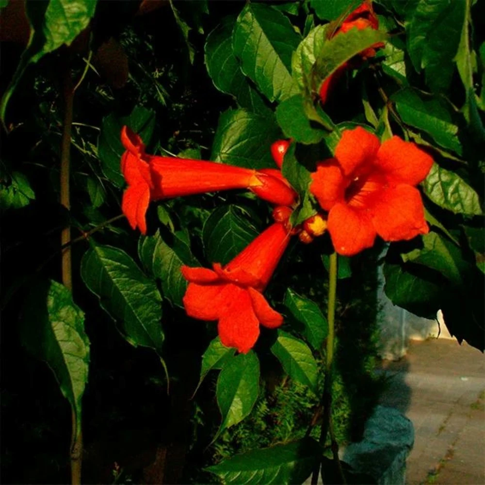 Bignone 'atropurpurea' Campsis Radicans 3l 1 Bignone 'atropurpurea' Campsis Radicans 3l