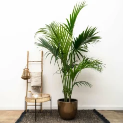 Palmier Kentia Xxxl - H230cm - Très Grande Plante D'intérieur -Promos Botanivea Boutique 04a7973c82c76aae