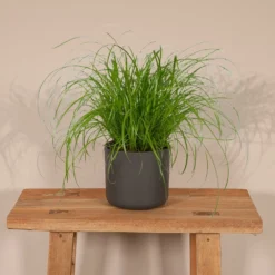 Herbe à Chat - H20cm, ø12cm - Plante D'intérieur -Promos Botanivea Boutique 06a4b745c04ab1e3