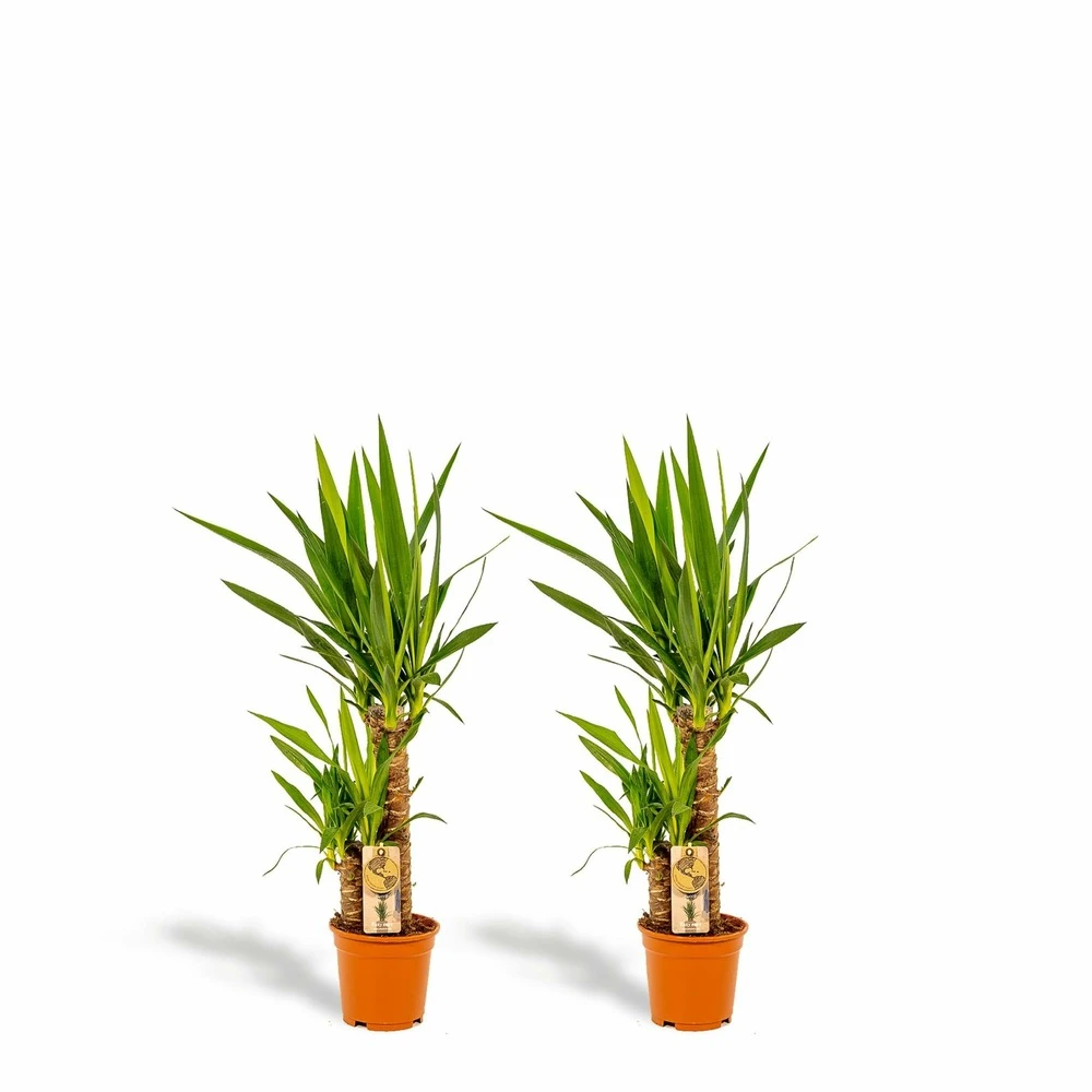 Yucca X2 - H90cm, ø17cm - Grandes Plantes D'intérieur 1 Yucca X2 - H90cm, ø17cm - Grandes Plantes D'intérieur