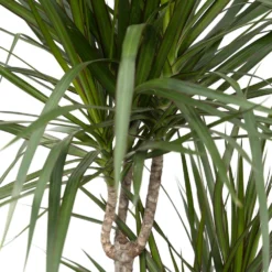 Dracaena Marginata - H115cm, ø21cm - Très Grande Plante D'intérieur -Promos Botanivea Boutique 07fbb3a2dafa42b8