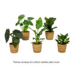 Mix Plantes Vertes, Variétés Variables : Vannerie D12cm -Promos Botanivea Boutique 1066833 2072083