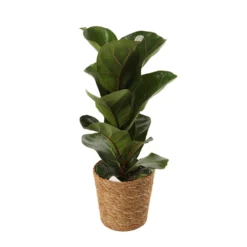 Mix Plantes Vertes, Variétés Variables : Vannerie D12cm -Promos Botanivea Boutique 1066833 2124789
