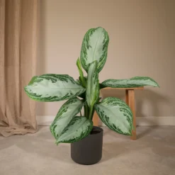 Aglaonema Silver Bay - H55cm, ø17cm - Plante D'intérieur -Promos Botanivea Boutique 12241e2bb0b85def