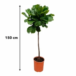 Ficus Lyrata Xl - H150cm, ø30cm - Très Grande Plante D'intérieur 7 Ficus Lyrata Xl - H150cm, ø30cm - Très Grande Plante D'intérieur -Promos Botanivea Boutique 147808e77ddb7acd