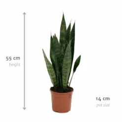 Sansevieria Zeylanica - H55cm, ø14cm - Plante D'intérieur Sans Entretien 8 Sansevieria Zeylanica - H55cm, ø14cm - Plante D'intérieur Sans Entretien -Promos Botanivea Boutique 14b7b0a41e32bd54