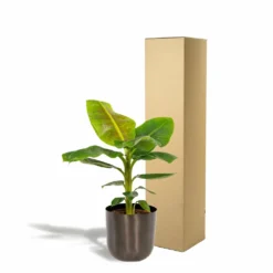 Bananier Nain Cavendish Et Son Cache-pot Noir - H90cm, ø21cm - Grande Plante D'intérieur -Promos Botanivea Boutique 1ad1d9c44e113544
