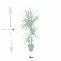 Dracaena Marginata - H115cm, ø21cm - Très Grande Plante D'intérieur -Promos Botanivea Boutique 205c4d19ff1b1ad5