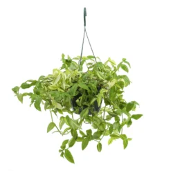 Tradescantia : Suspension Diamètre 18 Cm - Variétés Variables