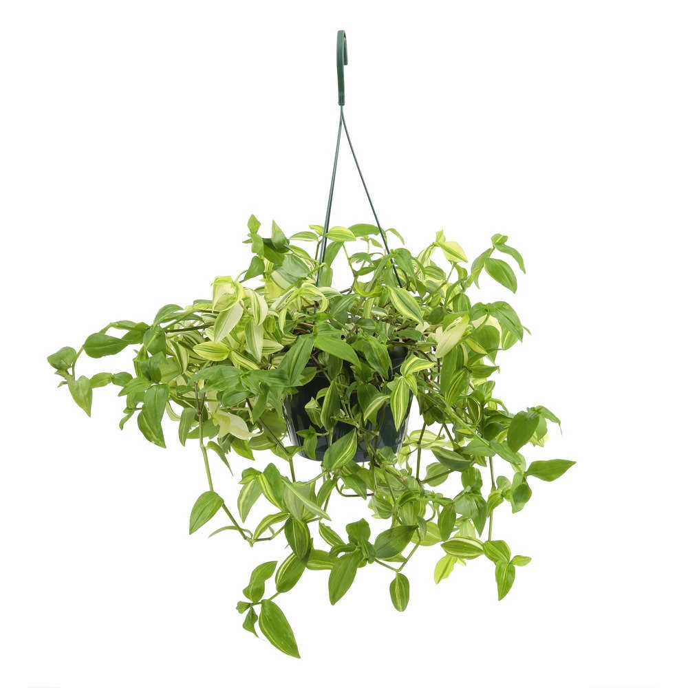 Tradescantia : Suspension Diamètre 18 Cm - Variétés Variables 1 Tradescantia : Suspension Diamètre 18 Cm - Variétés Variables