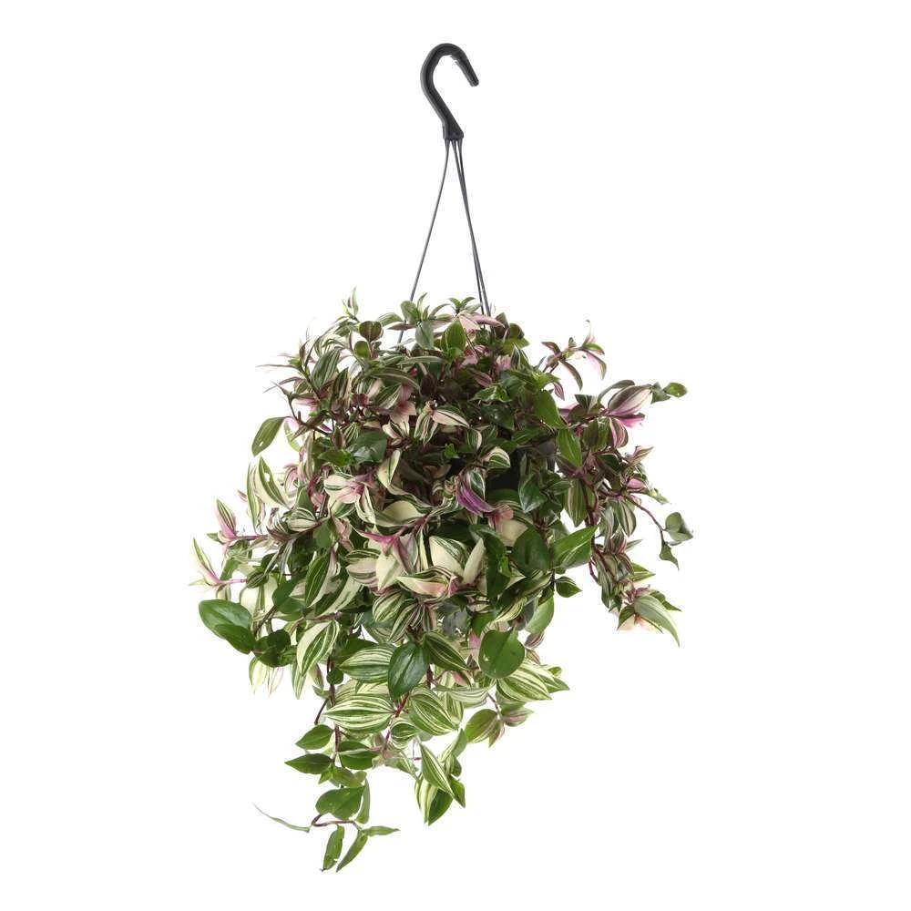 Tradescantia : Suspension Diamètre 18 Cm - Variétés Variables 2 Tradescantia : Suspension Diamètre 18 Cm - Variétés Variables – Image 2