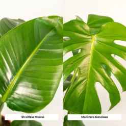 Strelitzia Nicolai, Monstera Deliciosa, Duo De Plantes - Grandes Plantes D'intérieur -Promos Botanivea Boutique 234a08022e7bcd88