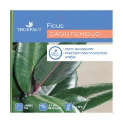 Caoutchouc : 3 Pieds Pot 7 Caoutchouc : 3 Pieds Pot -Promos Botanivea Boutique 28705 001