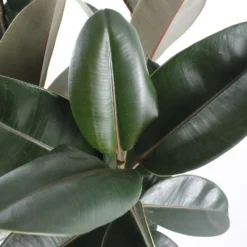 Caoutchouc : 3 Pieds Pot 6 Caoutchouc : 3 Pieds Pot -Promos Botanivea Boutique 28705 002