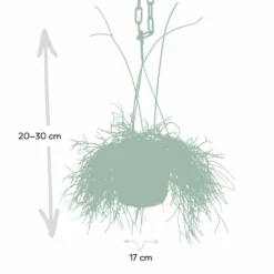Rhipsalis Baccifera - H30cm, ø12cm - Plante D'intérieur Tombante 7 Rhipsalis Baccifera - H30cm, ø12cm - Plante D'intérieur Tombante -Promos Botanivea Boutique 293e650cb9f7254e