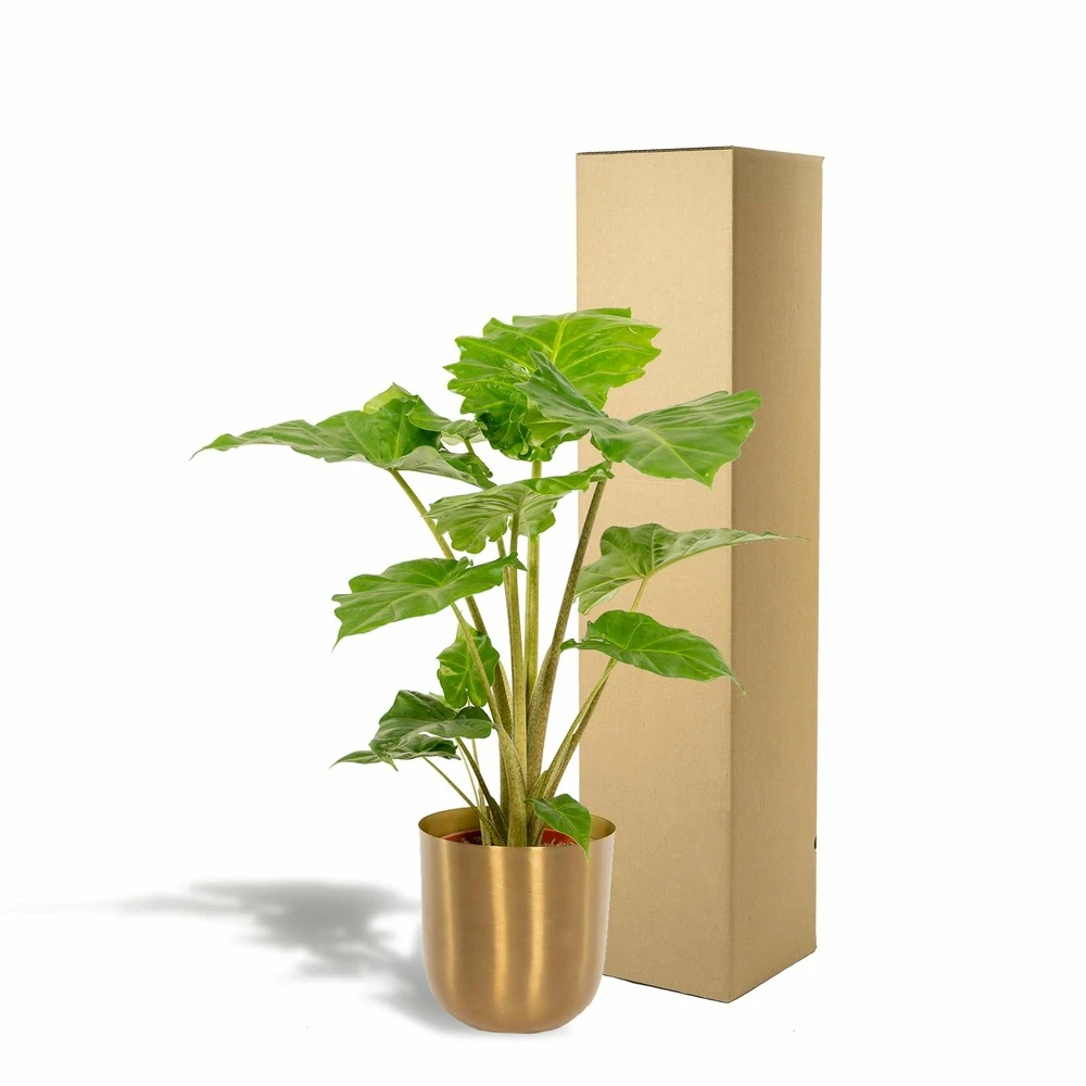 L'alocasia Portodora Et Son Cache-pot Doré - H80cm, ø21cm - Grande Plante D'intérieur 5 L'alocasia Portodora Et Son Cache-pot Doré - H80cm, ø21cm - Grande Plante D'intérieur – Image 5