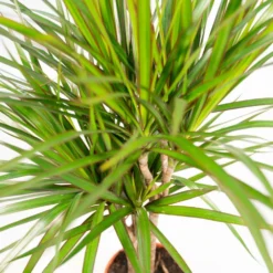 Dracaena Marginata - H90cm, ø17cm - Grande Plante D'intérieur -Promos Botanivea Boutique 3086944efa9a2ede