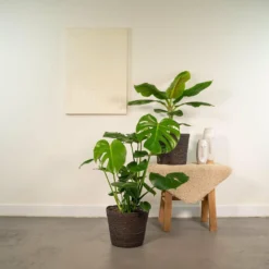 Monstera Deliciosa, Bananier Musa Et Leurs Paniers Noirs, Duo De Plantes - Grandes Plantes D'intérieur 6 Monstera Deliciosa, Bananier Musa Et Leurs Paniers Noirs, Duo De Plantes - Grandes Plantes D'intérieur -Promos Botanivea Boutique 31e295ea4954b484