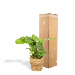 Calathea Orbifolia Et Son Panier Naturel - H40cm, ø14 Cm - Plante D'intérieur -Promos Botanivea Boutique 3804fcc636f2001e