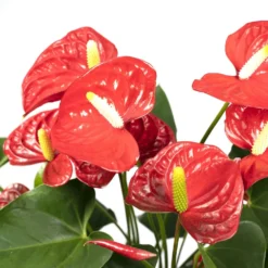 Anthurium Rouge - H55cm, ø17cm - Plante D'intérieur -Promos Botanivea Boutique 38b54ea20ca73bf4