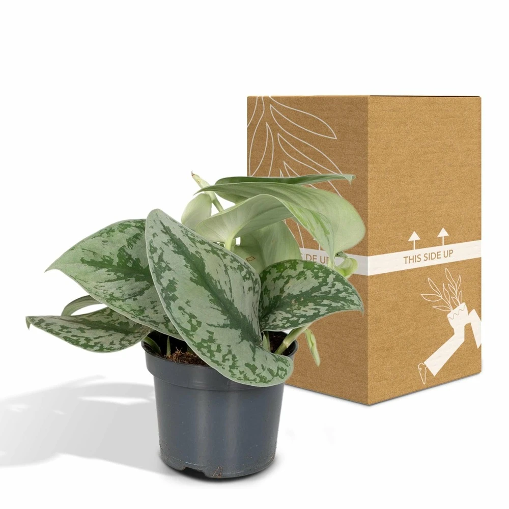 Pothos Scindapsus Pictus Epipremnum - H15cm, ø12cm - Plante D'intérieur Tombante 5 Pothos Scindapsus Pictus Epipremnum - H15cm, ø12cm - Plante D'intérieur Tombante – Image 5