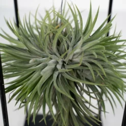 Tillandsia Et Son Support En Cube - H35cm, ø20cm - Plante D'intérieur Tombante 7 Tillandsia Et Son Support En Cube - H35cm, ø20cm - Plante D'intérieur Tombante -Promos Botanivea Boutique 3a8531a0d40b3602