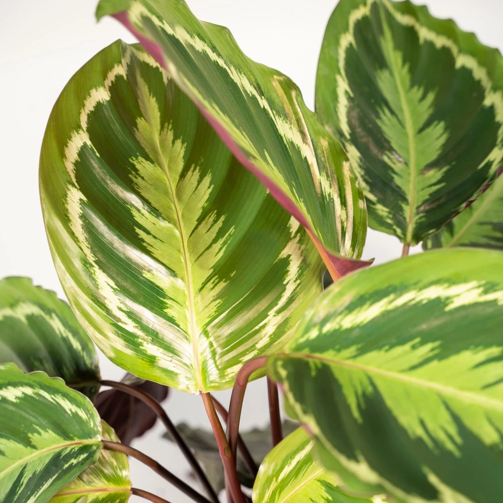 Calathea Médaillon Et Son Panier Naturel - H65cm, ø19cm - Plante D'intérieur 3 Calathea Médaillon Et Son Panier Naturel - H65cm, ø19cm - Plante D'intérieur – Image 3