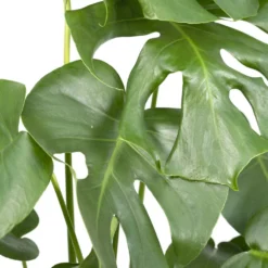 Monstera Deliciosa - H55cm, ø17cm - Plante D'intérieur 7 Monstera Deliciosa - H55cm, ø17cm - Plante D'intérieur -Promos Botanivea Boutique 403df5ce7a9af6ee
