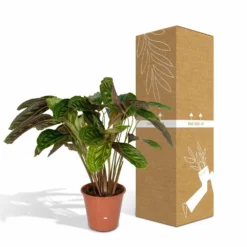 Calathea Flamestar - H75cm, ø19cm - Grande Plante D'intérieur -Promos Botanivea Boutique 42cf26d6aec70c6e