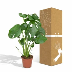 Monstera Deliciosa - H55cm, ø17cm - Plante D'intérieur 9 Monstera Deliciosa - H55cm, ø17cm - Plante D'intérieur -Promos Botanivea Boutique 4599ee42bbec50b0