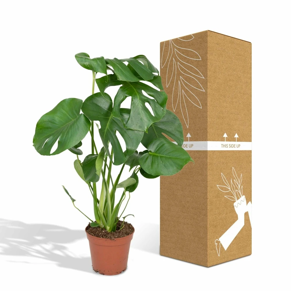 Monstera Deliciosa - H55cm, ø17cm - Plante D'intérieur 5 Monstera Deliciosa - H55cm, ø17cm - Plante D'intérieur – Image 5