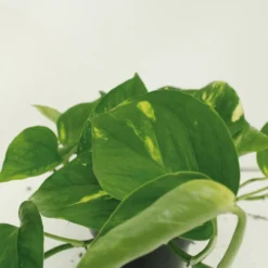 Epipremnum Aureum Scindapsus X2 - H25cm, ø15cm - Plante D'intérieur 7 Epipremnum Aureum Scindapsus X2 - H25cm, ø15cm - Plante D'intérieur -Promos Botanivea Boutique 461f129a2cd4c0d8