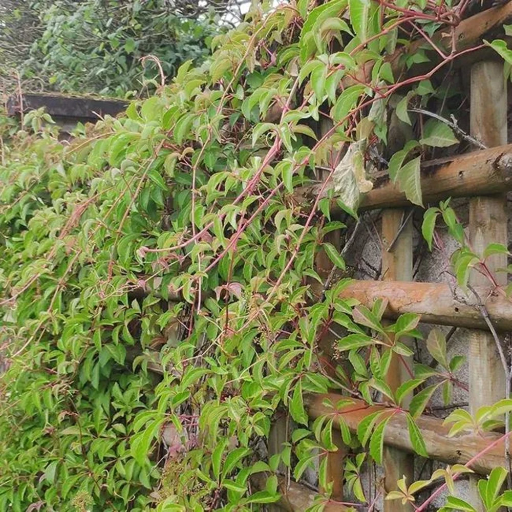 Vigne Vierge Henryana - Parthenocissus Henryana 3l 3 Vigne Vierge Henryana - Parthenocissus Henryana 3l – Image 3