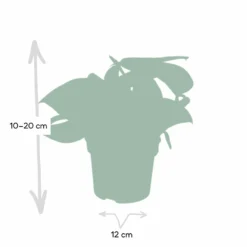 Pothos Scindapsus Pictus Epipremnum - H15cm, ø12cm - Plante D'intérieur Tombante 8 Pothos Scindapsus Pictus Epipremnum - H15cm, ø12cm - Plante D'intérieur Tombante -Promos Botanivea Boutique 4ac80b88f941ba75