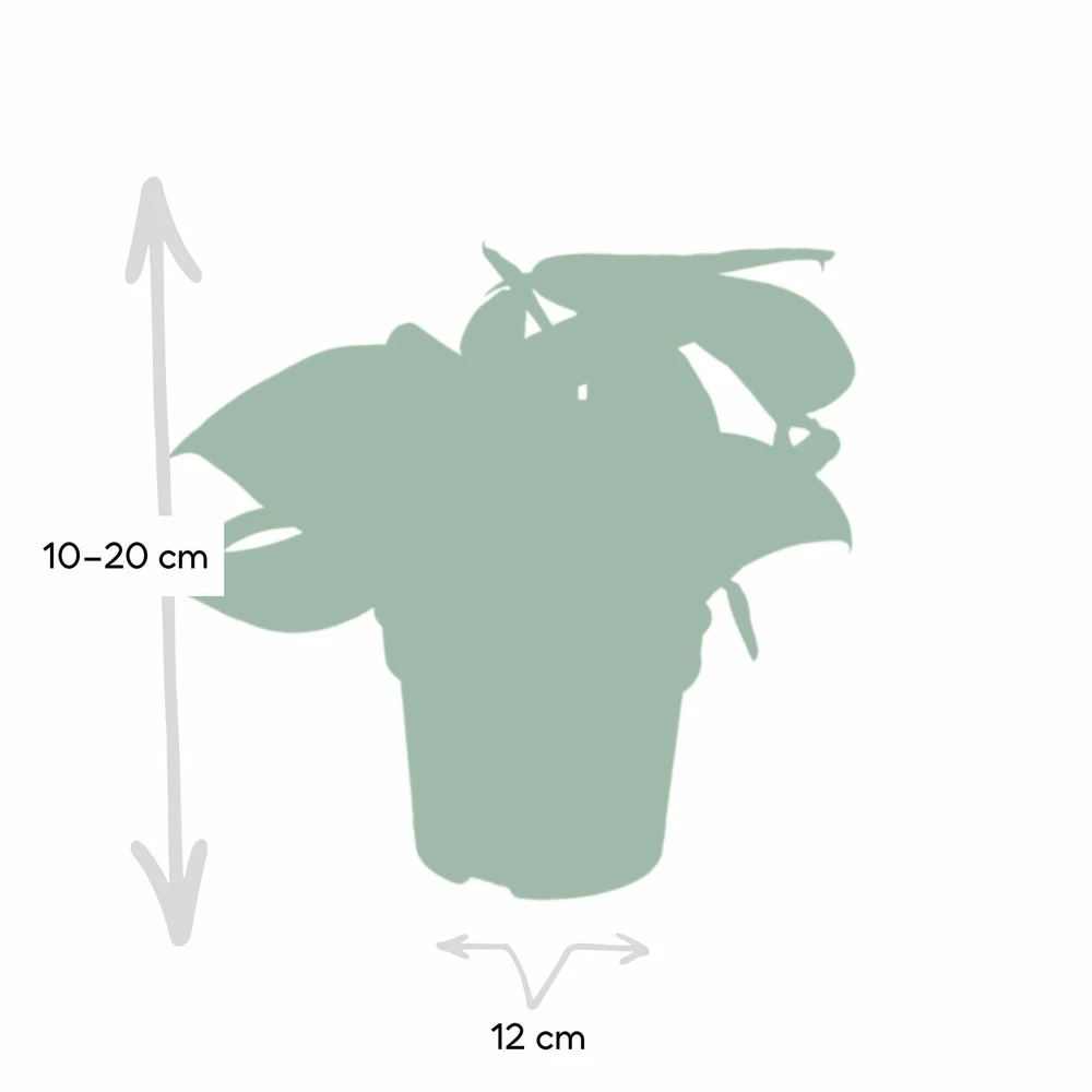 Pothos Scindapsus Pictus Epipremnum - H15cm, ø12cm - Plante D'intérieur Tombante 4 Pothos Scindapsus Pictus Epipremnum - H15cm, ø12cm - Plante D'intérieur Tombante – Image 4