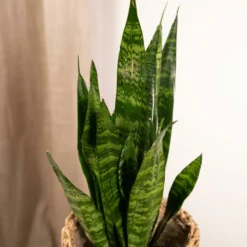 Sansevieria Zeylanica - H55cm, ø14cm - Plante D'intérieur Sans Entretien 7 Sansevieria Zeylanica - H55cm, ø14cm - Plante D'intérieur Sans Entretien -Promos Botanivea Boutique 4b22abfedd7b3d72