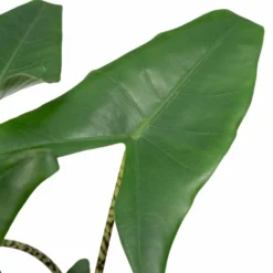Alocasia Zebrina - H75cm, ø19cm - Grande Plante D'intérieur -Promos Botanivea Boutique 4d92f21551794d46