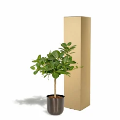 Ficus Benghalensis Et Son Cache-pot Noir - H90cm, ø21cm - Grande Plante D'intérieur -Promos Botanivea Boutique 4eb4833498f77221