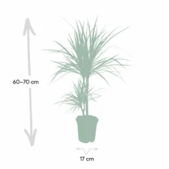 Dracaena Marginata - H70cm, ø17cm - Grande Plante D'intérieur -Promos Botanivea Boutique 59154e5733f16093