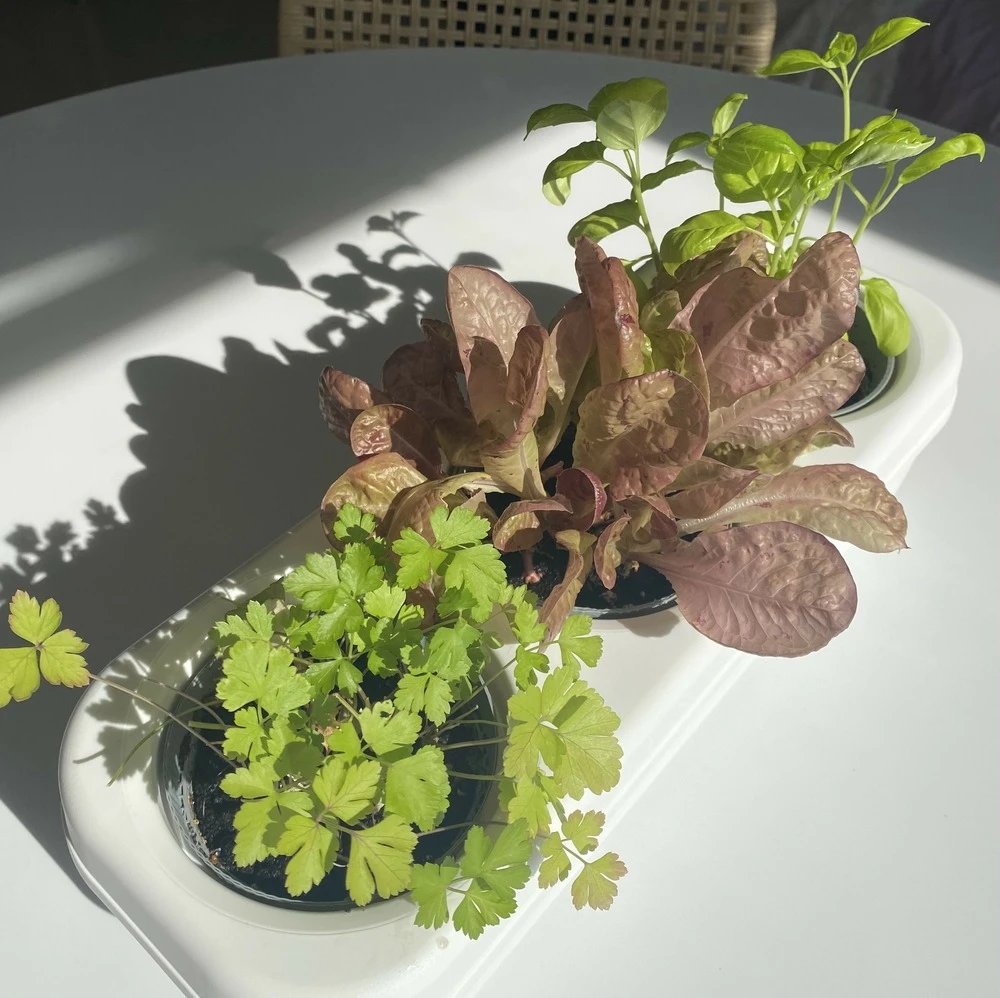 Kit Prêt à Planter - 3 Feuilles 2 Kit Prêt à Planter - 3 Feuilles – Image 2