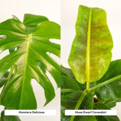 Delicious Monstera, Bananier Musa - Plantes D'intérieur -Promos Botanivea Boutique 6222b7b26ebb253f