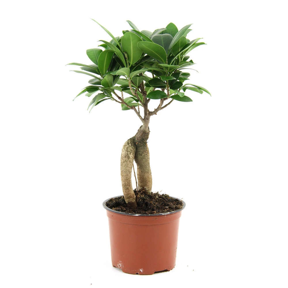 Ficus Ginseng : D.12, H.20/30cm 1 Ficus Ginseng : D.12, H.20/30cm