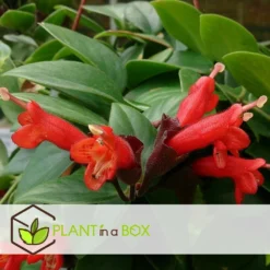 Aeschynanthus Twister - Pot ⌀15cm - L.25cm (hauteur Pot Incluse) 7 Aeschynanthus Twister - Pot ⌀15cm - L.25cm (hauteur Pot Incluse) -Promos Botanivea Boutique 628631ff2a2c64.92244956