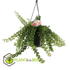 Aeschynanthus Twister - Pot ⌀15cm - L.25cm (hauteur Pot Incluse) 6 Aeschynanthus Twister - Pot ⌀15cm - L.25cm (hauteur Pot Incluse) -Promos Botanivea Boutique 628631ff311e07.84525760