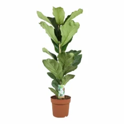 Ficus Lyrata - Pot ⌀21cm - H.90-110cm (hauteur Pot Incluse)