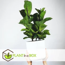 Ficus Lyrata - Pot ⌀21cm - H.90-110cm (hauteur Pot Incluse) 6 Ficus Lyrata - Pot ⌀21cm - H.90-110cm (hauteur Pot Incluse) -Promos Botanivea Boutique 628bcf282ed869.06342210