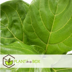 Ficus Lyrata - Pot ⌀21cm - H.90-110cm (hauteur Pot Incluse) 7 Ficus Lyrata - Pot ⌀21cm - H.90-110cm (hauteur Pot Incluse) -Promos Botanivea Boutique 628bcf284a0206.87213176