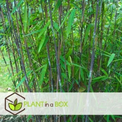 Set De 2 Bamboo "fargesia Nitida Gansu" - Pot ⌀17cm - H50-70cm (hauteur Pot In -Promos Botanivea Boutique 62d1061fb9aea0.25198330