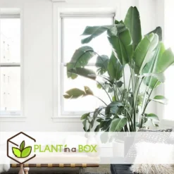 Strelitzia Nicolai Dans Panier- Pot ⌀17cm - H.55-70cm (hauteur Pot Incluse) 7 Strelitzia Nicolai Dans Panier- Pot ⌀17cm - H.55-70cm (hauteur Pot Incluse) -Promos Botanivea Boutique 631a34c70b7492.89645456